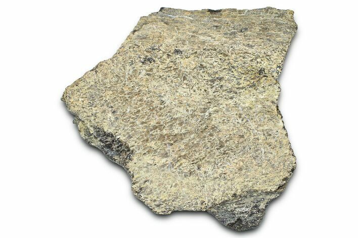 Ornithischian Dinosaur (Camptosaurus) Femur Section - Wyoming #378320